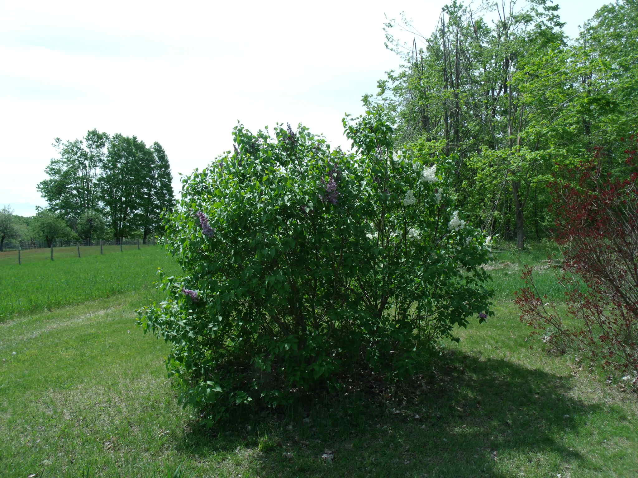 4355 West Burrows Road Wolverine, MI 49799 - Photo 25 of 49 GEDC2699