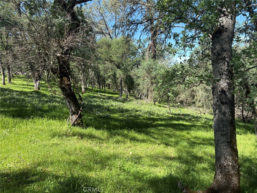 3465 Foothill Boulevard Oroville, CA 95966 - Photo 14 of 26 a big yard with lots of green space and trees