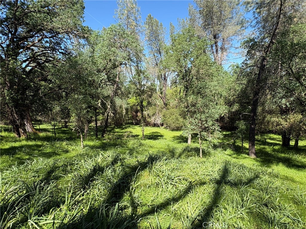 3465 Foothill Boulevard Oroville, CA 95966 - Photo 17 of 26 a view of a garden with a tree