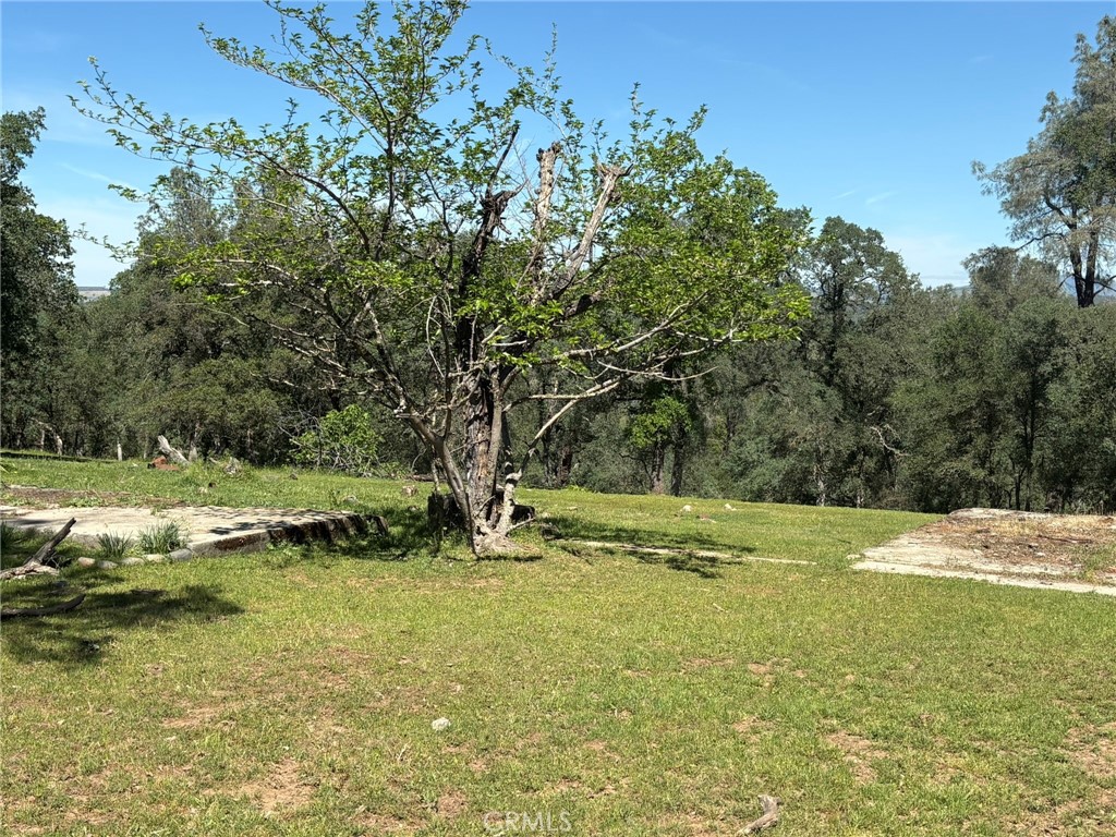 3465 Foothill Boulevard Oroville, CA 95966 - Photo 5 of 26 a view of a trees with a yard