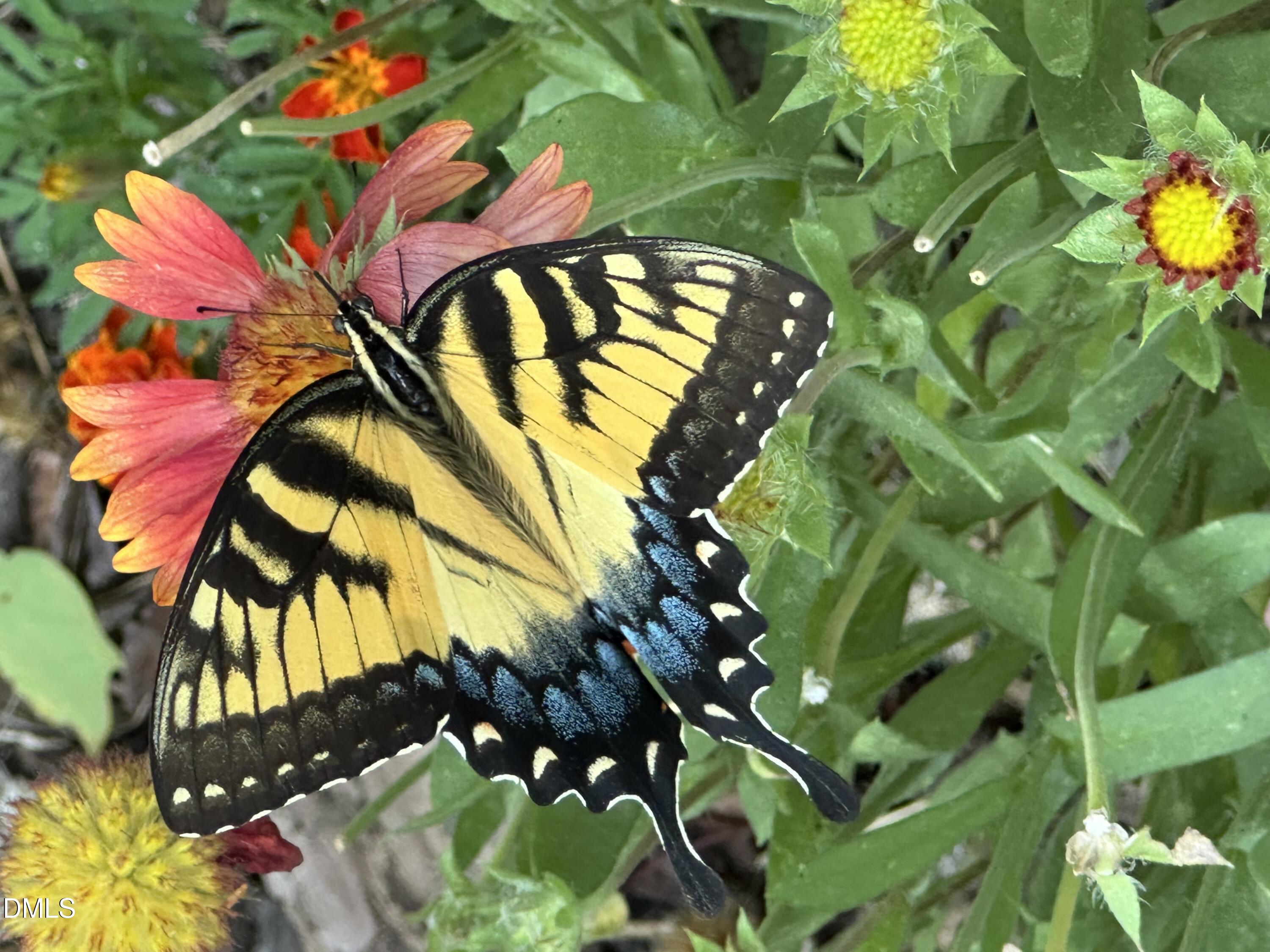 632 Whitt Town Road Roxboro, NC 27574 - Photo 64 of 73 Yellow Butterfly 3