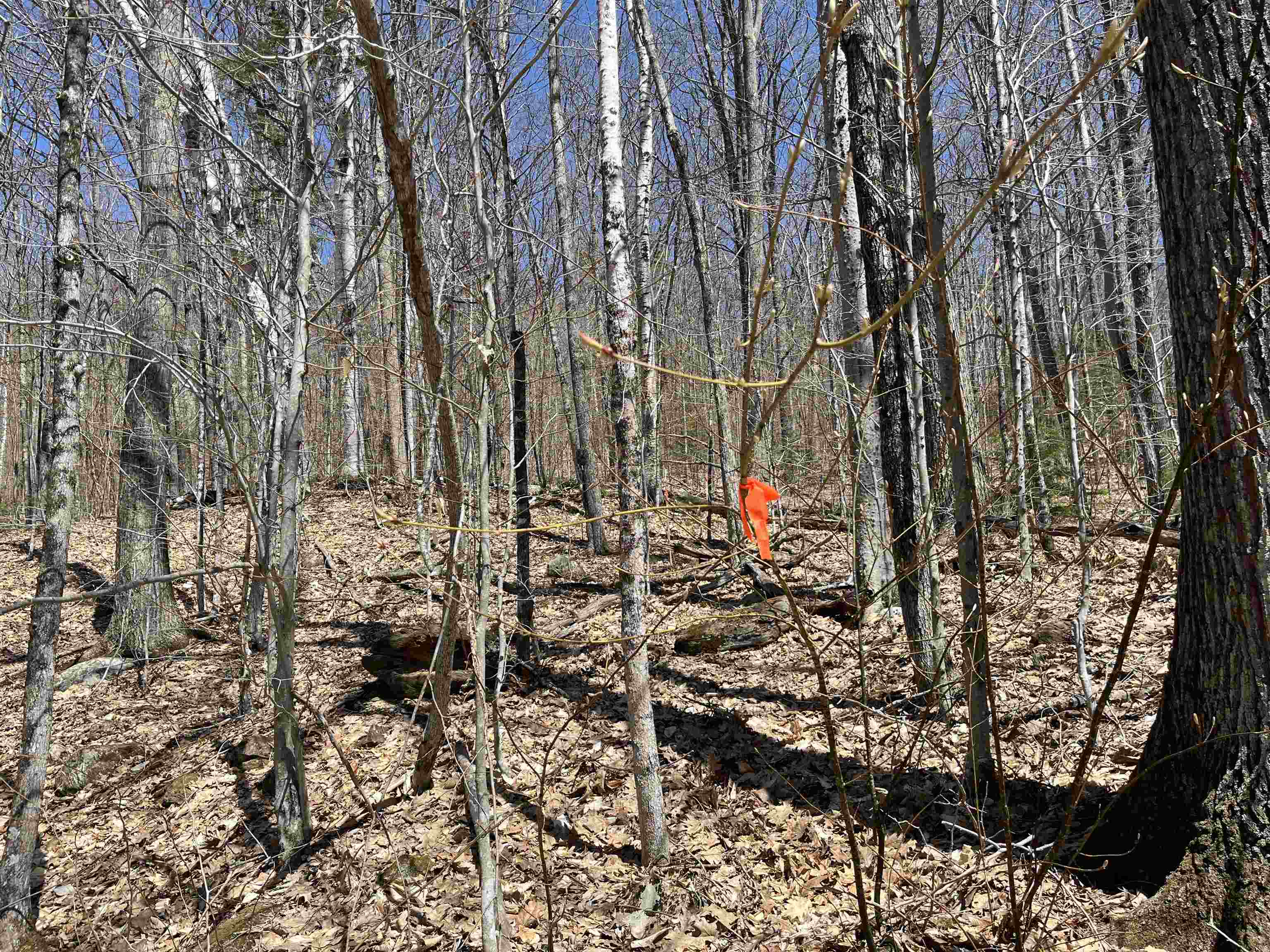 H16 Tobey Road Campton, NH 03223 - Photo 3 of 11