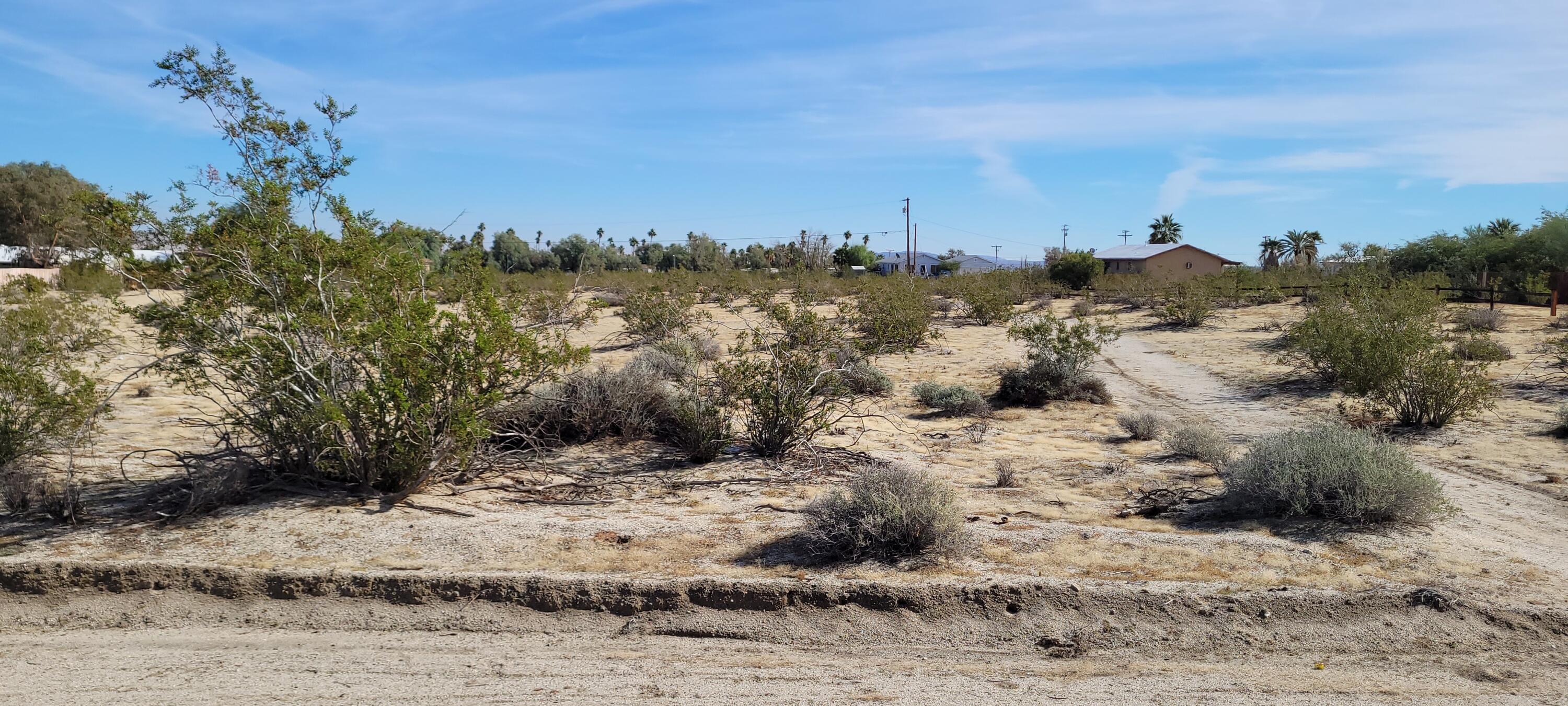 a view of a dry yard with a large tree