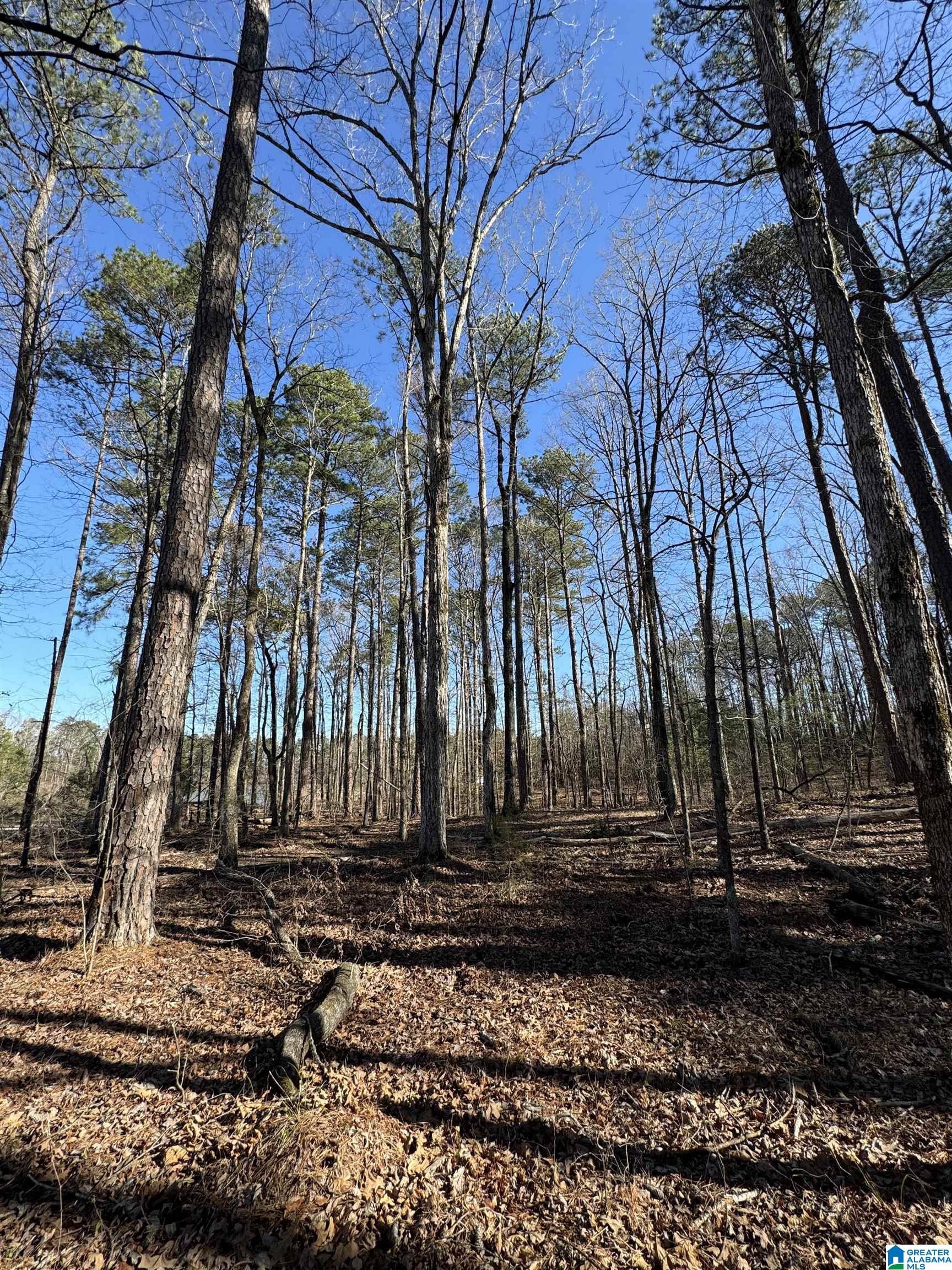 1080 County Road 46, Unit 1 Montevallo, AL 35115 - Photo 9 of 13