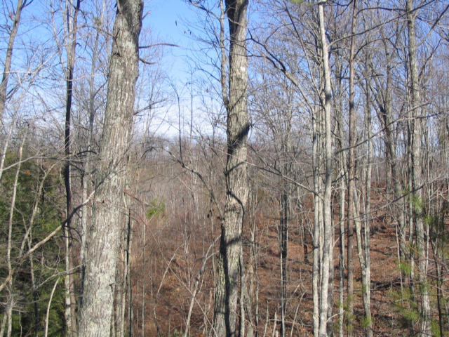 Off Cooper Road Vonore, TN 37885 - Photo 16 of 33 2188_49
