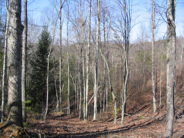 Off Cooper Road Vonore, TN 37885 - Photo 23 of 33 IMG_2240