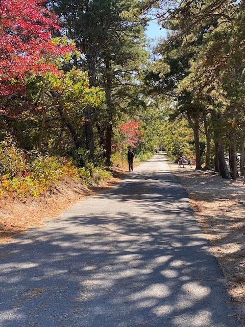 8 Sumner Lane Brewster, MA 02631 - Photo 10 of 43 a view of road and trees