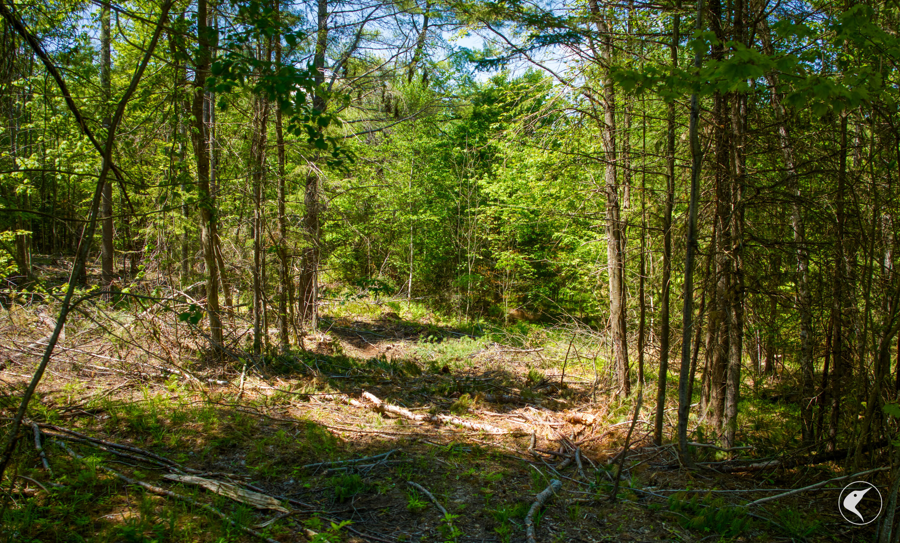 571 Stickney Bridge Road Jay, NY 12941 - Photo 4 of 6 0835