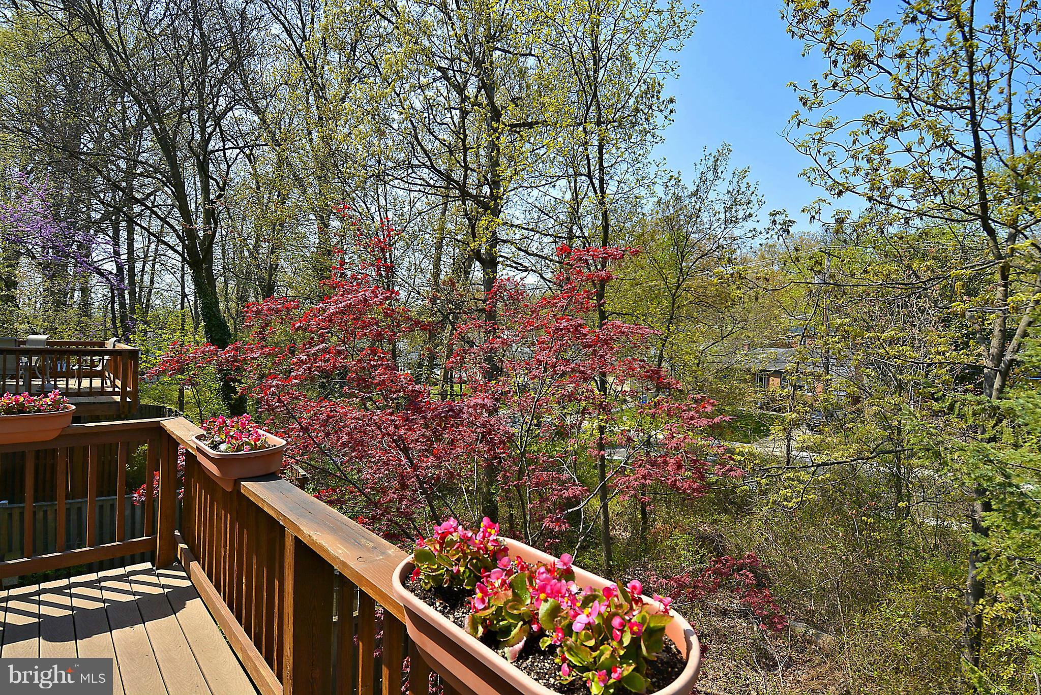 10848 Douglas Avenue Silver Spring, MD 20902 - Photo 15 of 30 View of trees