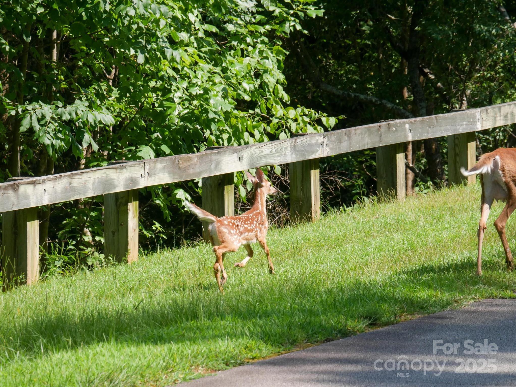 0 Deep Gap Rd Mill Spring East, Unit 59 Mill Spring, NC 28756 - Photo 25 of 25