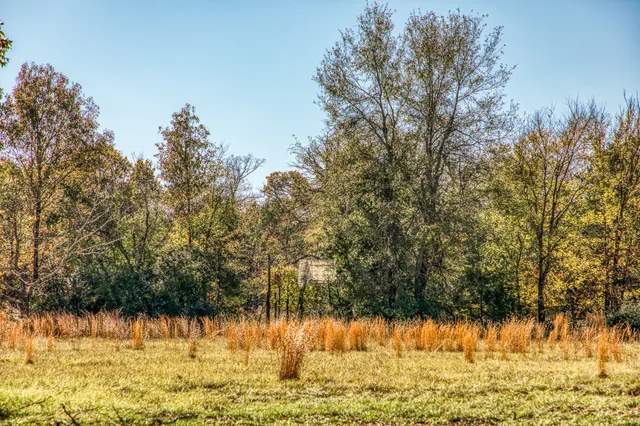 a view of outdoor space with trees