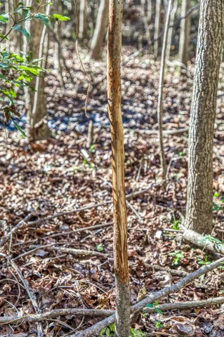 a view of yard covered with snow