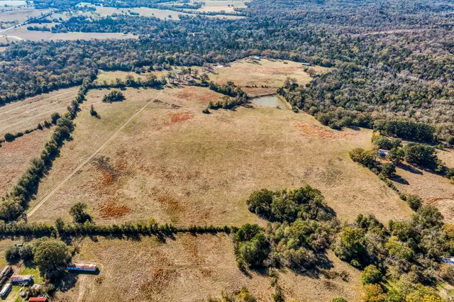 a view of a forest with a tree