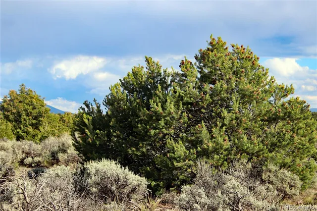 a view of a bunch of trees in a field