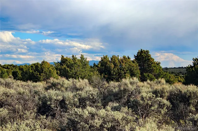 a view of a forest with a tree