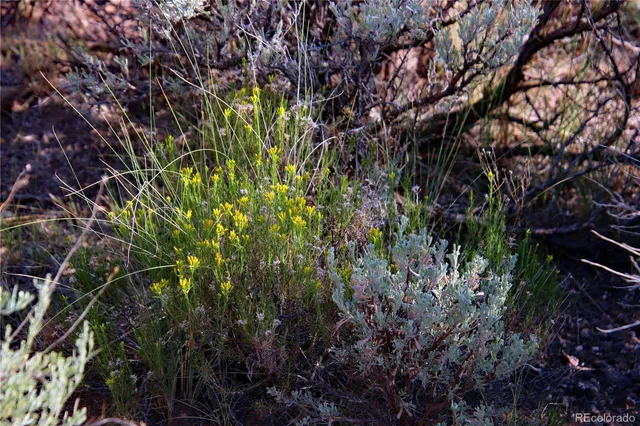 a view of a bunch of trees in a field