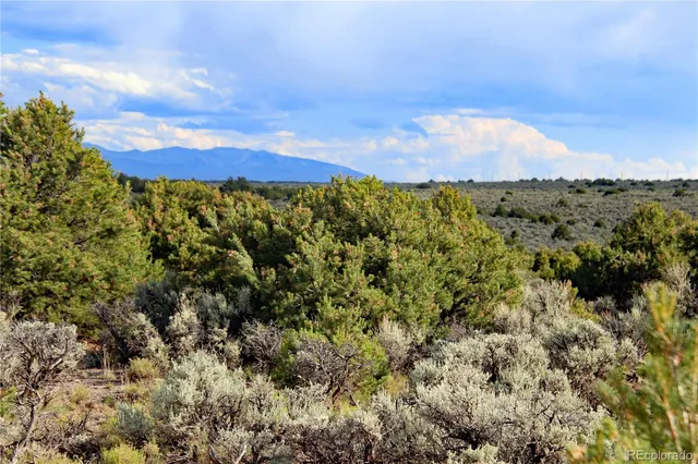 a view of a forest with a tree