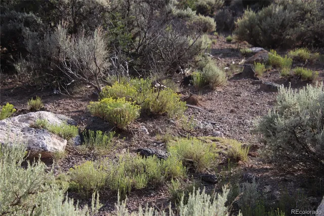 a close up of a plant in a field