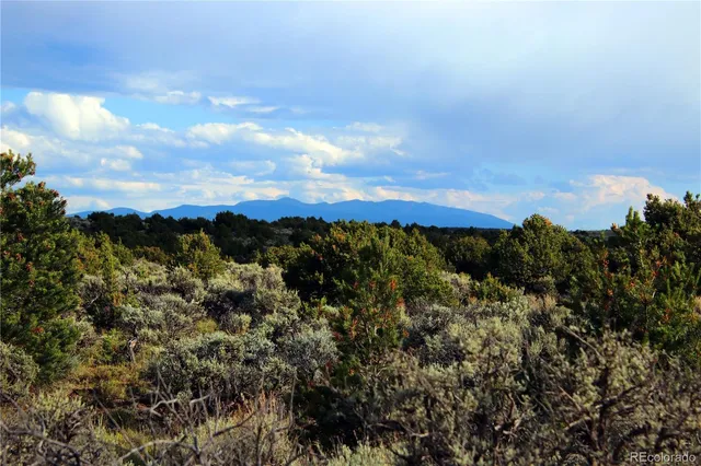 a view of a garden with a lot of flowers
