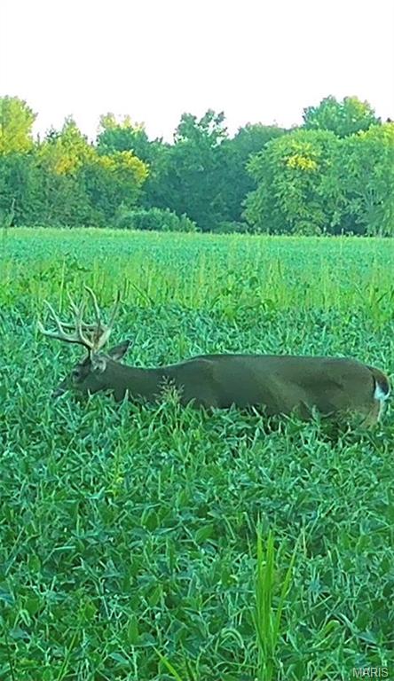 0 East Rileyville Road Dix, IL 62830 - Photo 12 of 22