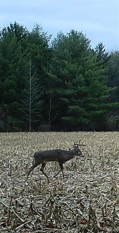 0 East Rileyville Road Dix, IL 62830 - Photo 14 of 22