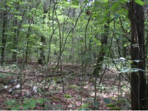 0 Joe Williams Road Rutledge, TN 37861 - Photo 3 of 16 Photo 3