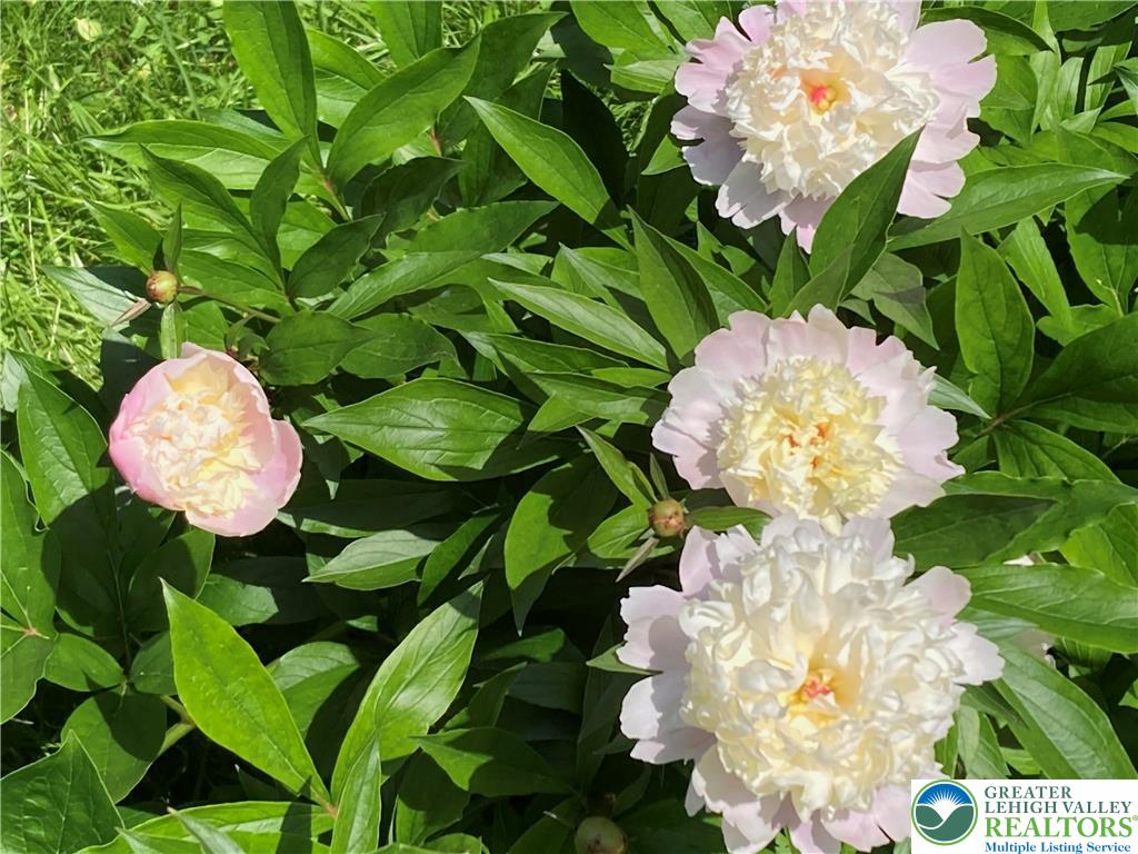 7007 Bausch Road New Tripoli, PA 18066 - Photo 27 of 36 a close up of a white flower in a garden
