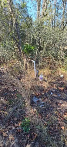 a view of a yard with plants and large trees