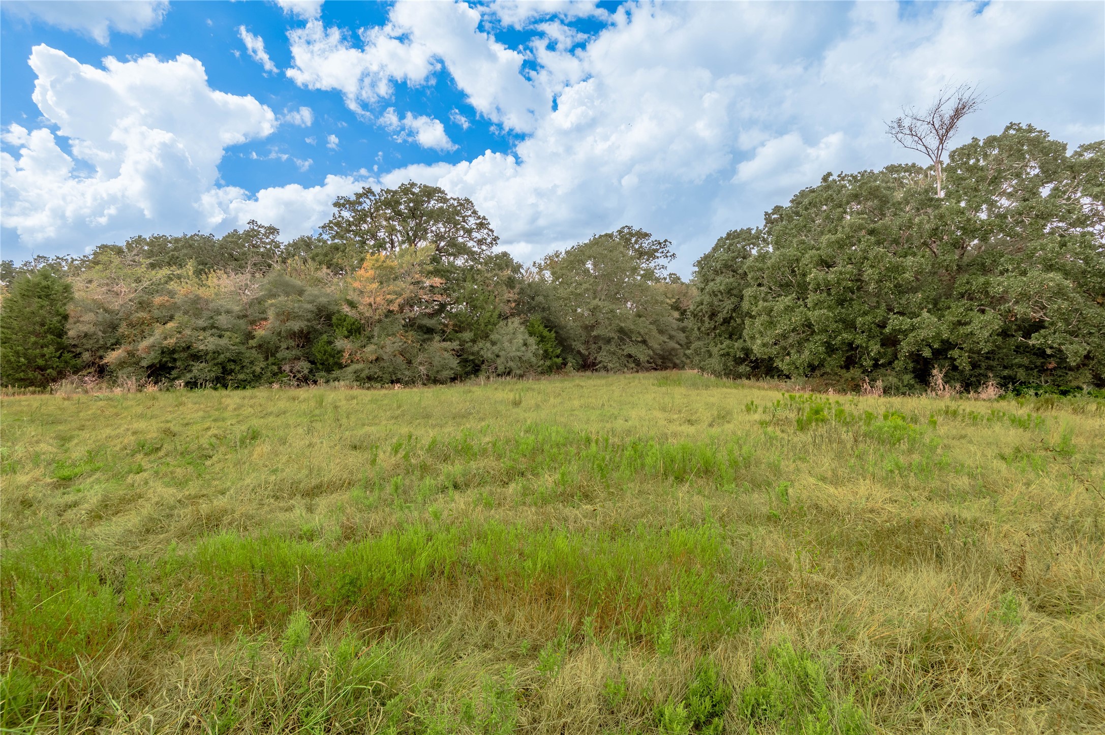 2803 Fm 2158 Midway, TX 75852 - Photo 43 of 49 a view of a field of grass and trees