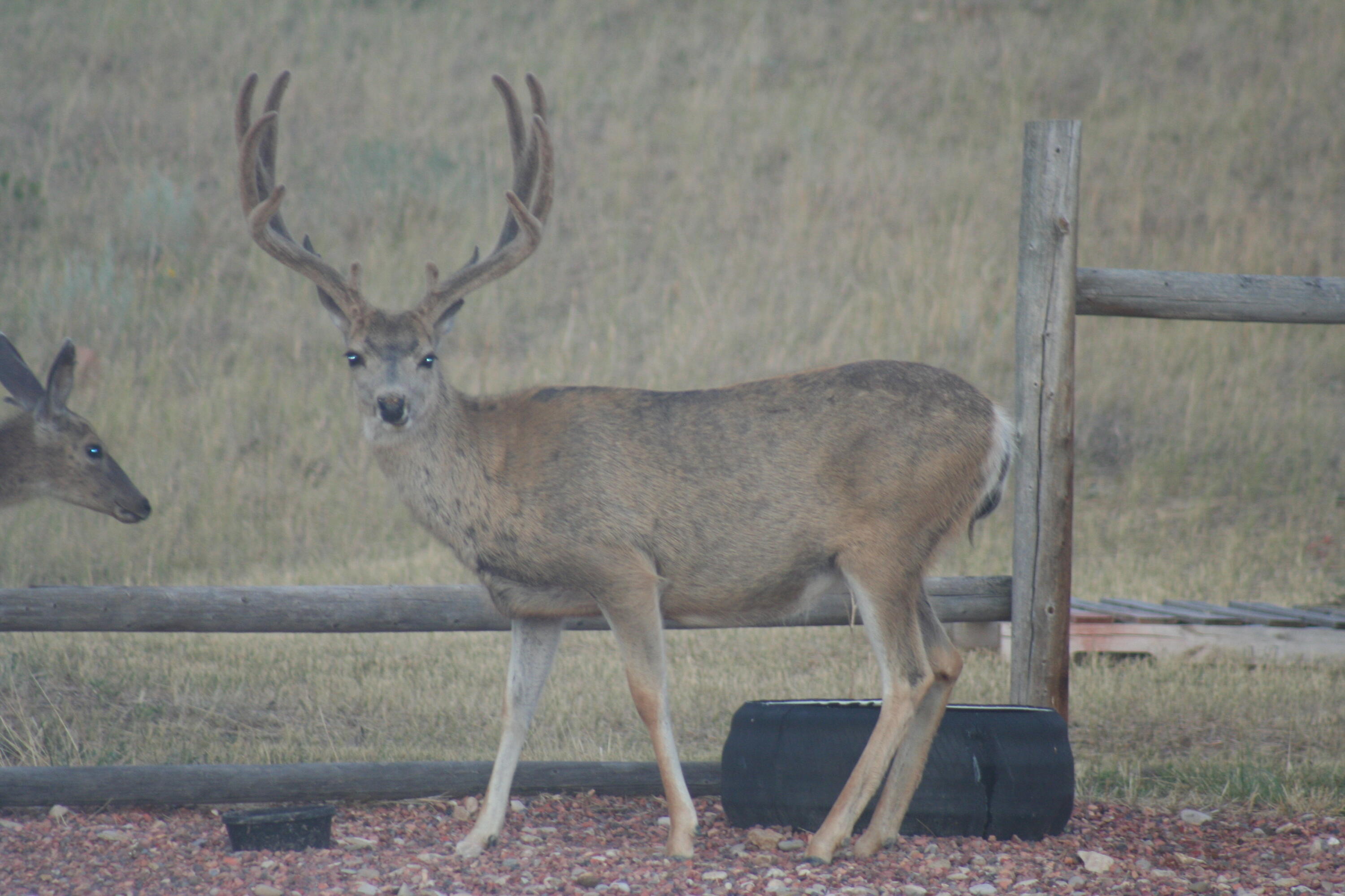 593 Lower Prairie Dog Road Sheridan, WY 82801 - Photo 33 of 142 August 16th(Blade) 006