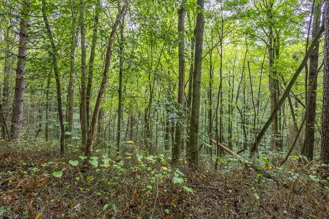 a view of outdoor space and garden