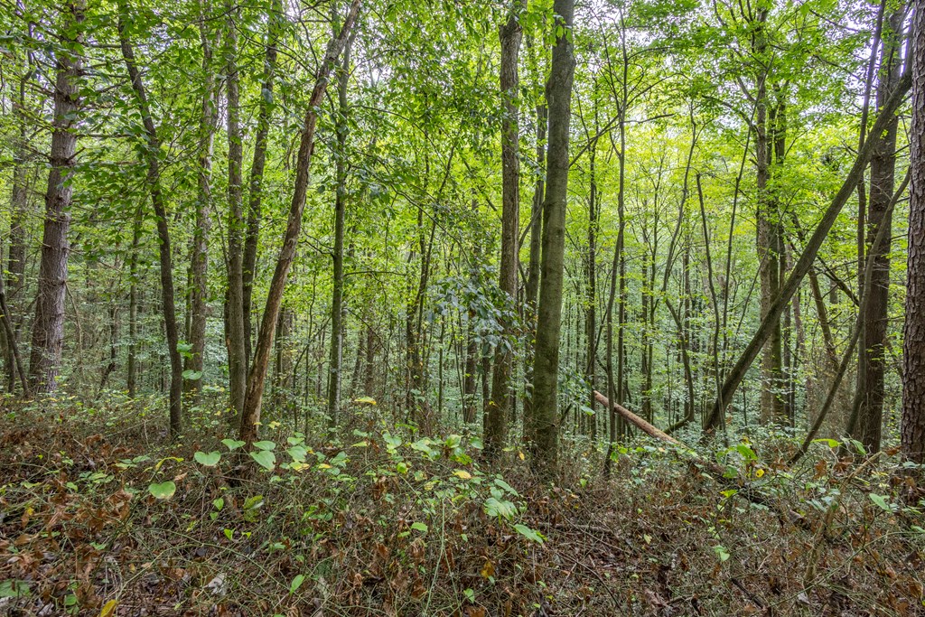 3-ac Chestnut Flts Road Andrews, NC 28901 - Photo 2 of 7 a view of outdoor space and garden