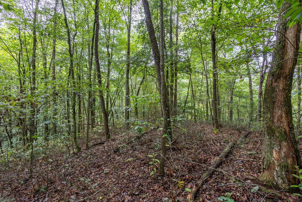 3-ac Chestnut Flts Road Andrews, NC 28901 - Photo 3 of 7 a view of outdoor space and green space