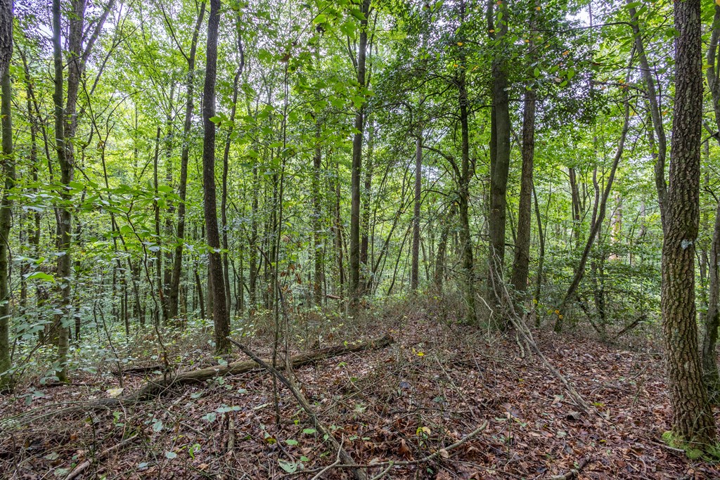 3-ac Chestnut Flts Road Andrews, NC 28901 - Photo 4 of 7 a view of forest
