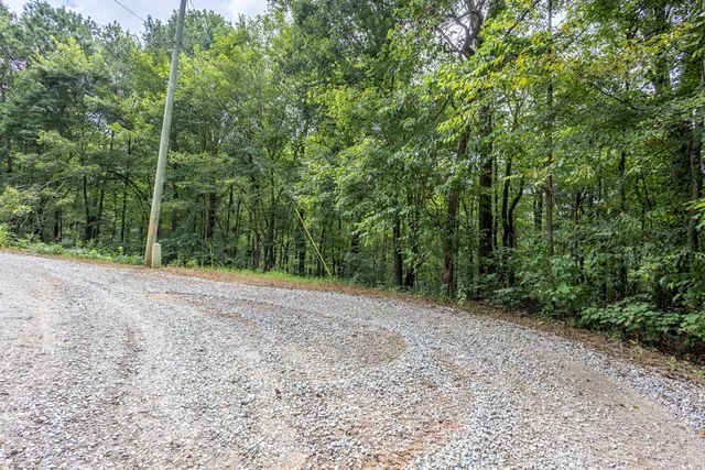 a view of a forest with trees in front of it