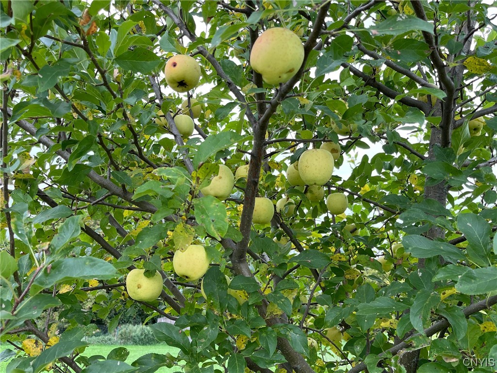 5381 Nelson Road Fenner, NY 13035 - Photo 42 of 48