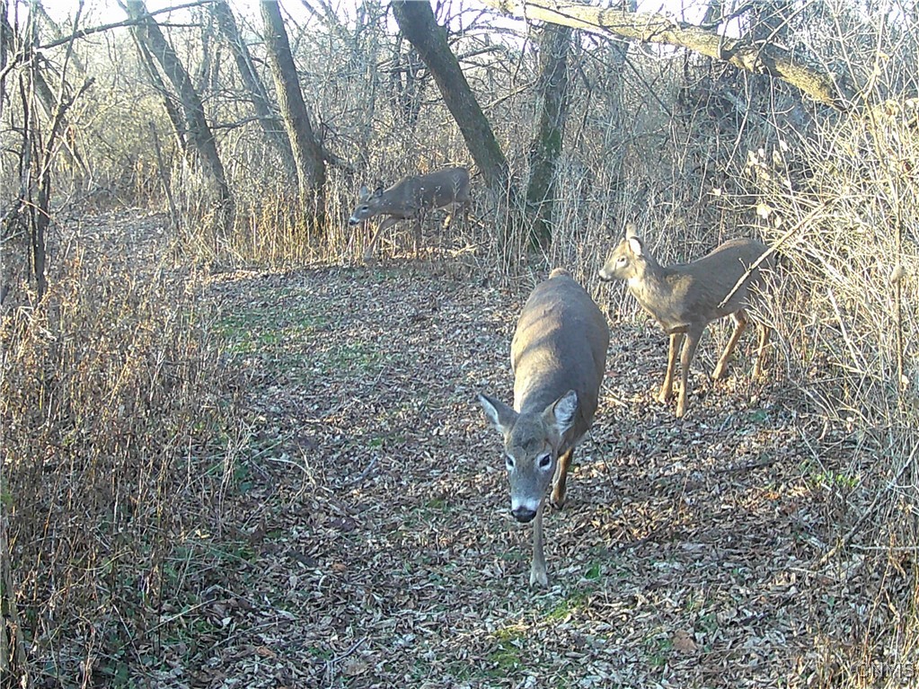 5381 Nelson Road Fenner, NY 13035 - Photo 43 of 48