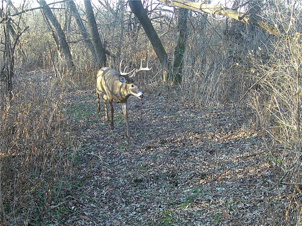 5381 Nelson Road Fenner, NY 13035 - Photo 44 of 48
