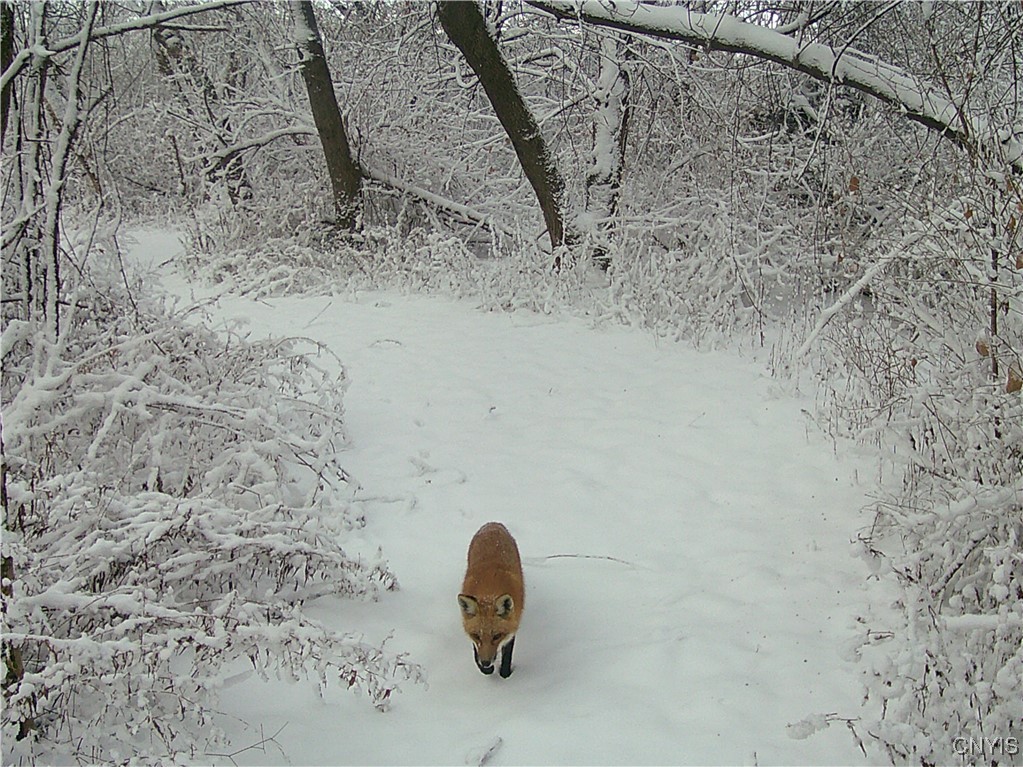 5381 Nelson Road Fenner, NY 13035 - Photo 45 of 48