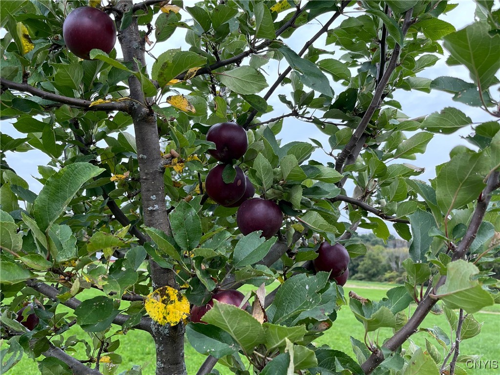 5381 Nelson Road Fenner, NY 13035 - Photo 46 of 48