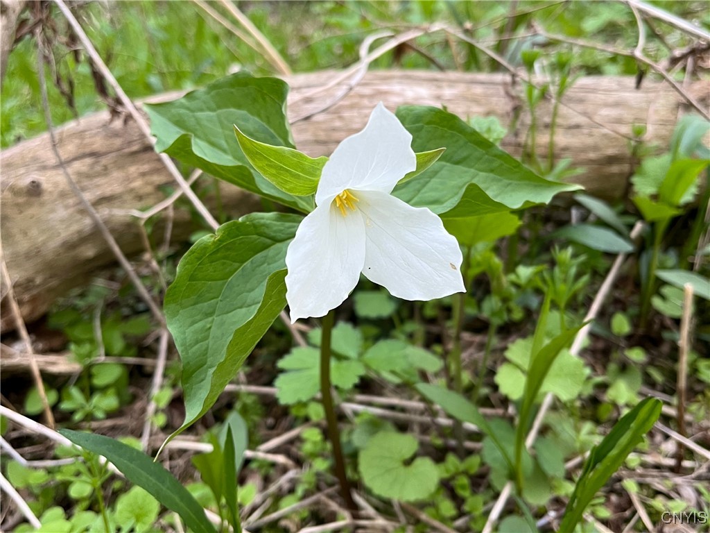 5381 Nelson Road Fenner, NY 13035 - Photo 47 of 48