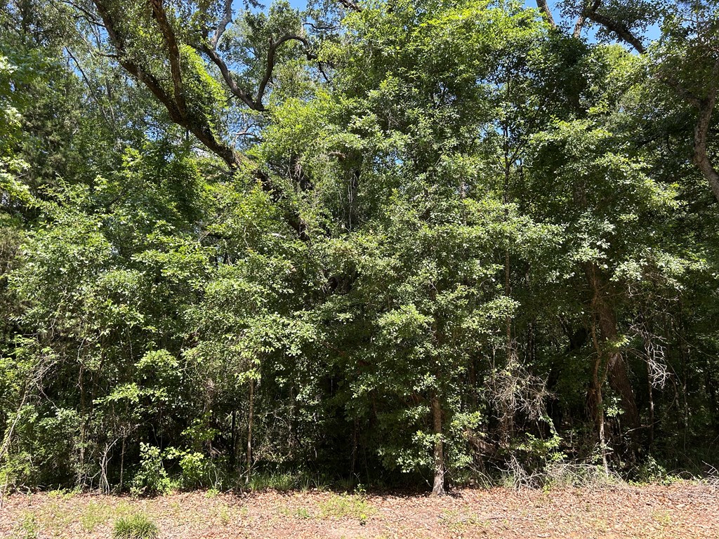 19.16-ac 19.16-ac Ramer Loop Cottonwood, AL 36320 - Photo 13 of 34