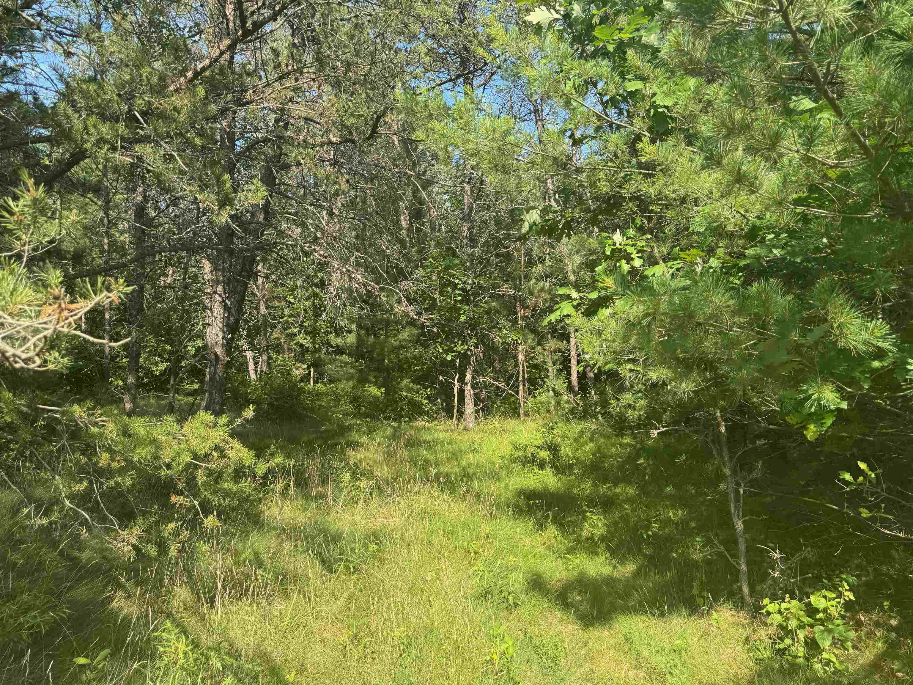 27 Hayward Wi 54843 Hayward, WI 54843 - Photo 27 of 55 View of tree filled area