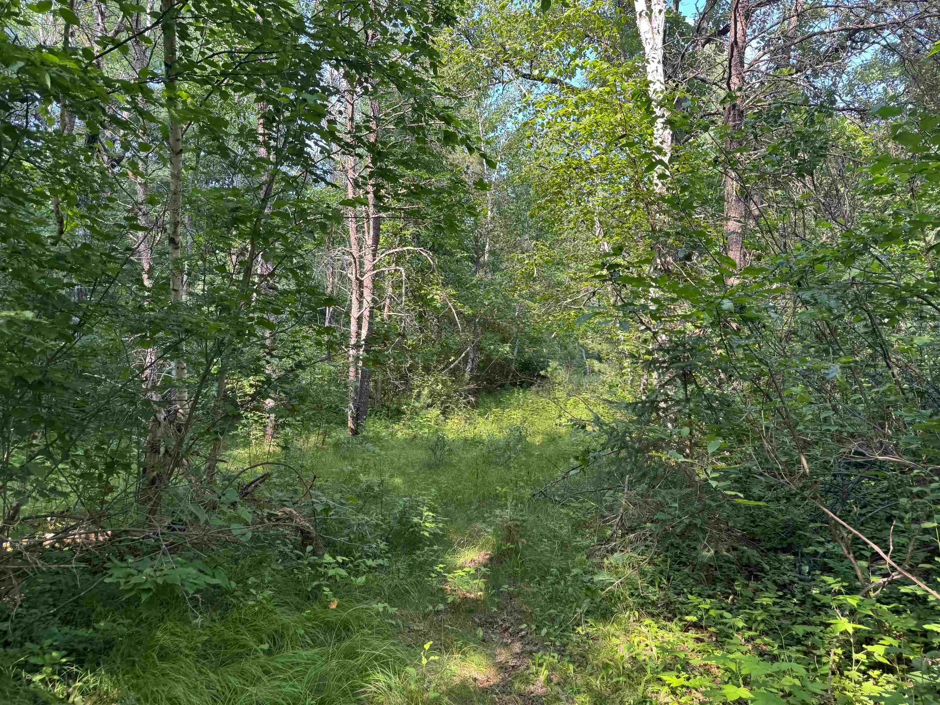 27 Hayward Wi 54843 Hayward, WI 54843 - Photo 38 of 55 View of woods