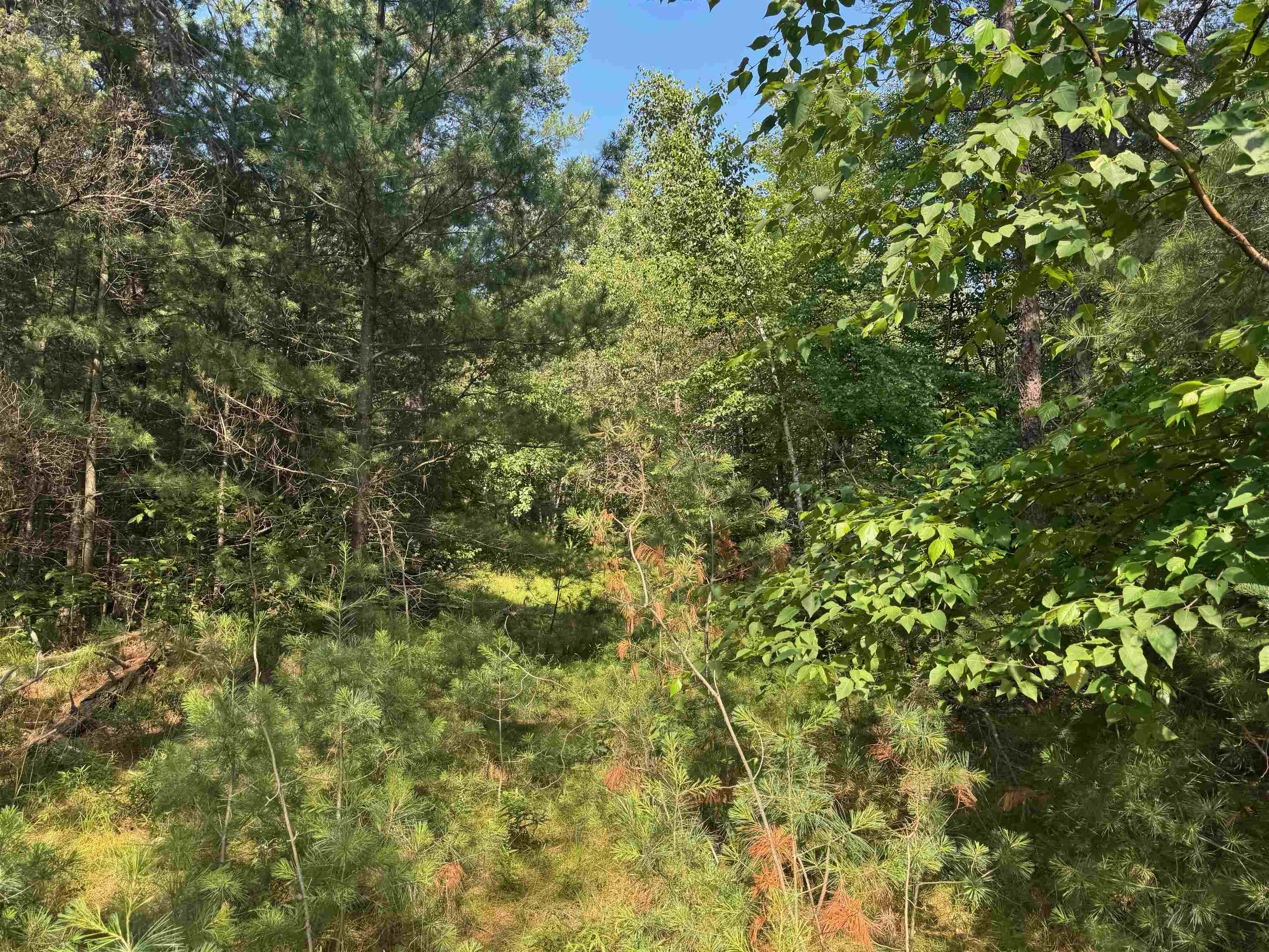 27 Hayward Wi 54843 Hayward, WI 54843 - Photo 43 of 55 View of tree filled area