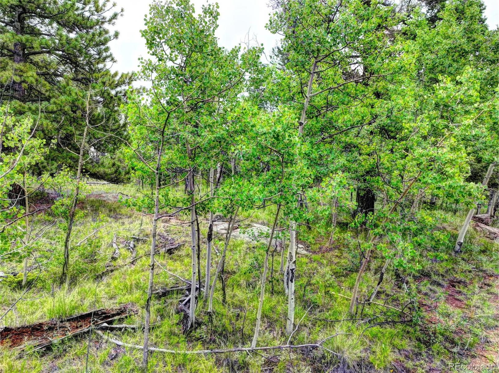 174 Elk View Road Florissant, CO 80816 - Photo 4 of 21 Gallery Image 4