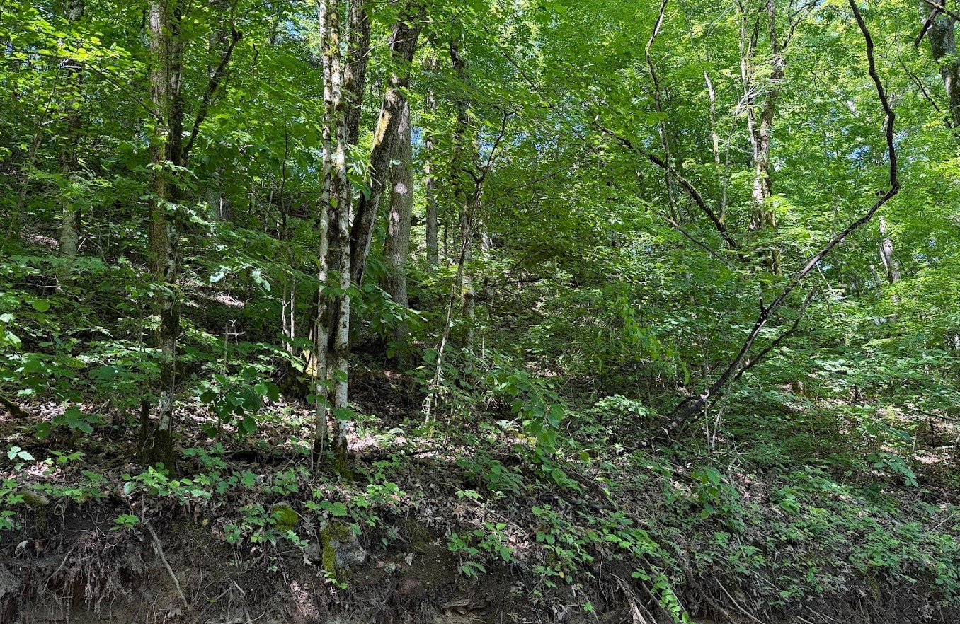 0 Spring Creek Road Cookeville, TN 38501 - Photo 4 of 13 Gallery Image 4