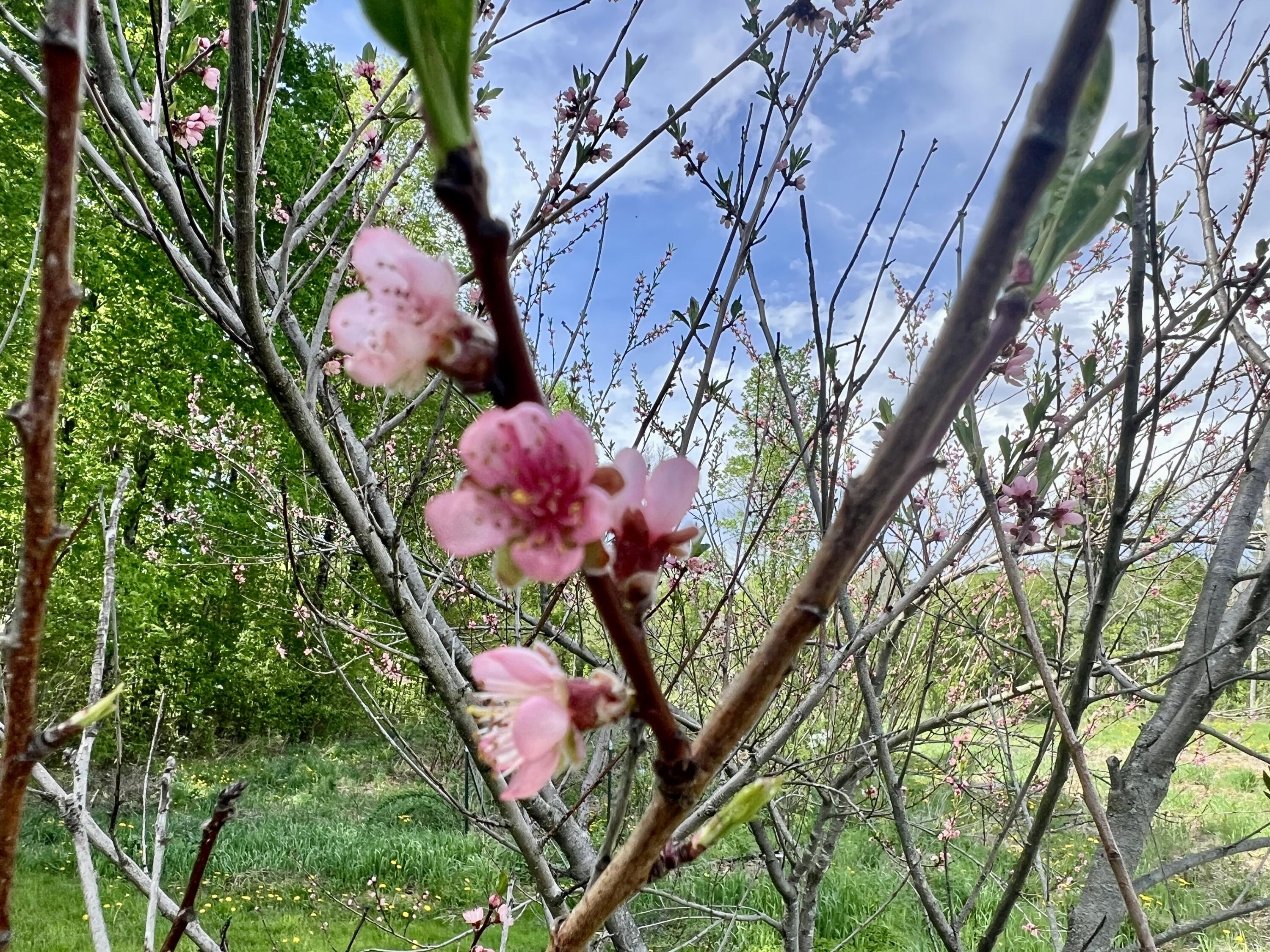 142 Palmer Road Thorndike, ME 04986 - Photo 46 of 101 IMG_4771