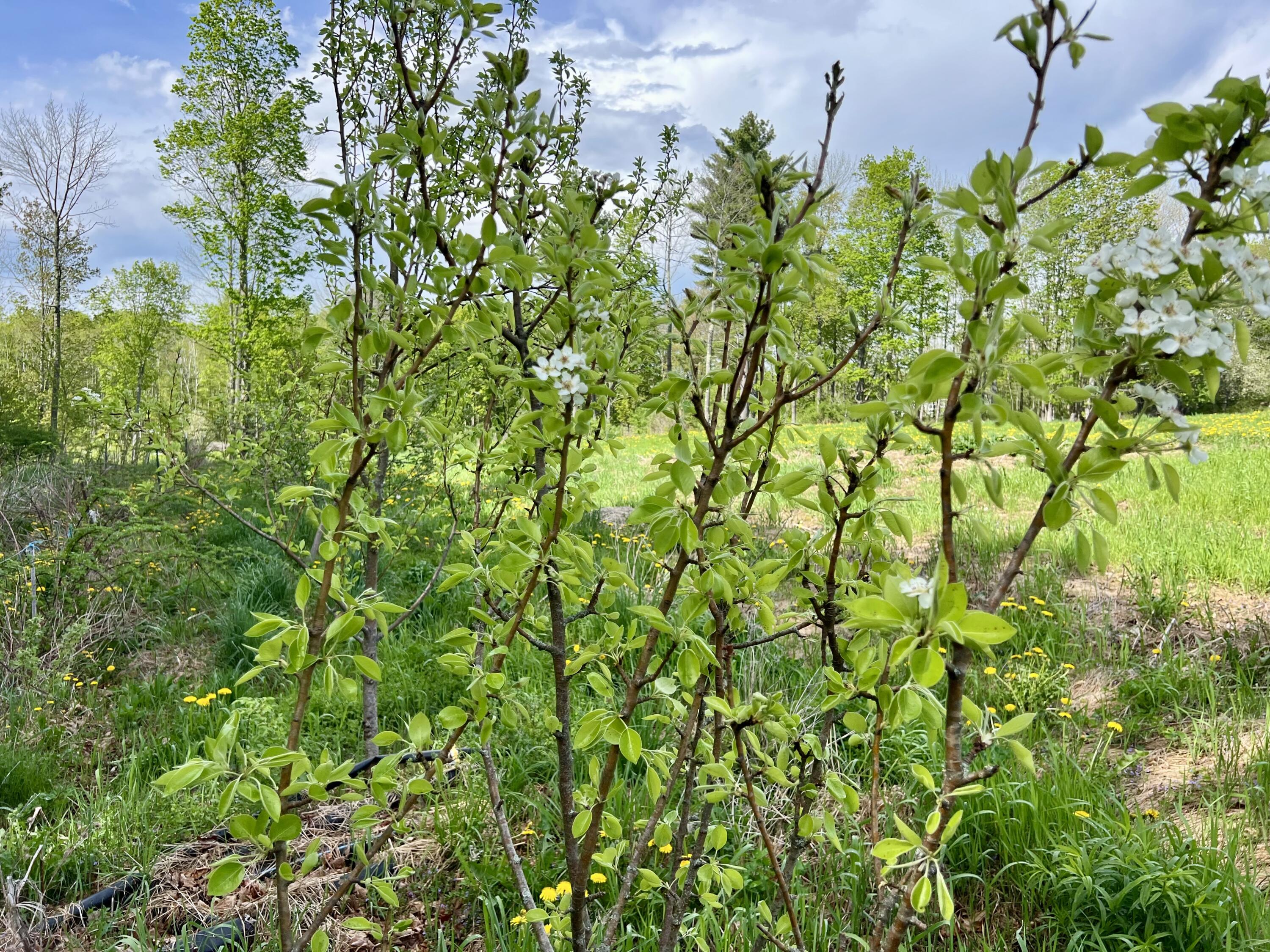 142 Palmer Road Thorndike, ME 04986 - Photo 47 of 101 IMG_4772