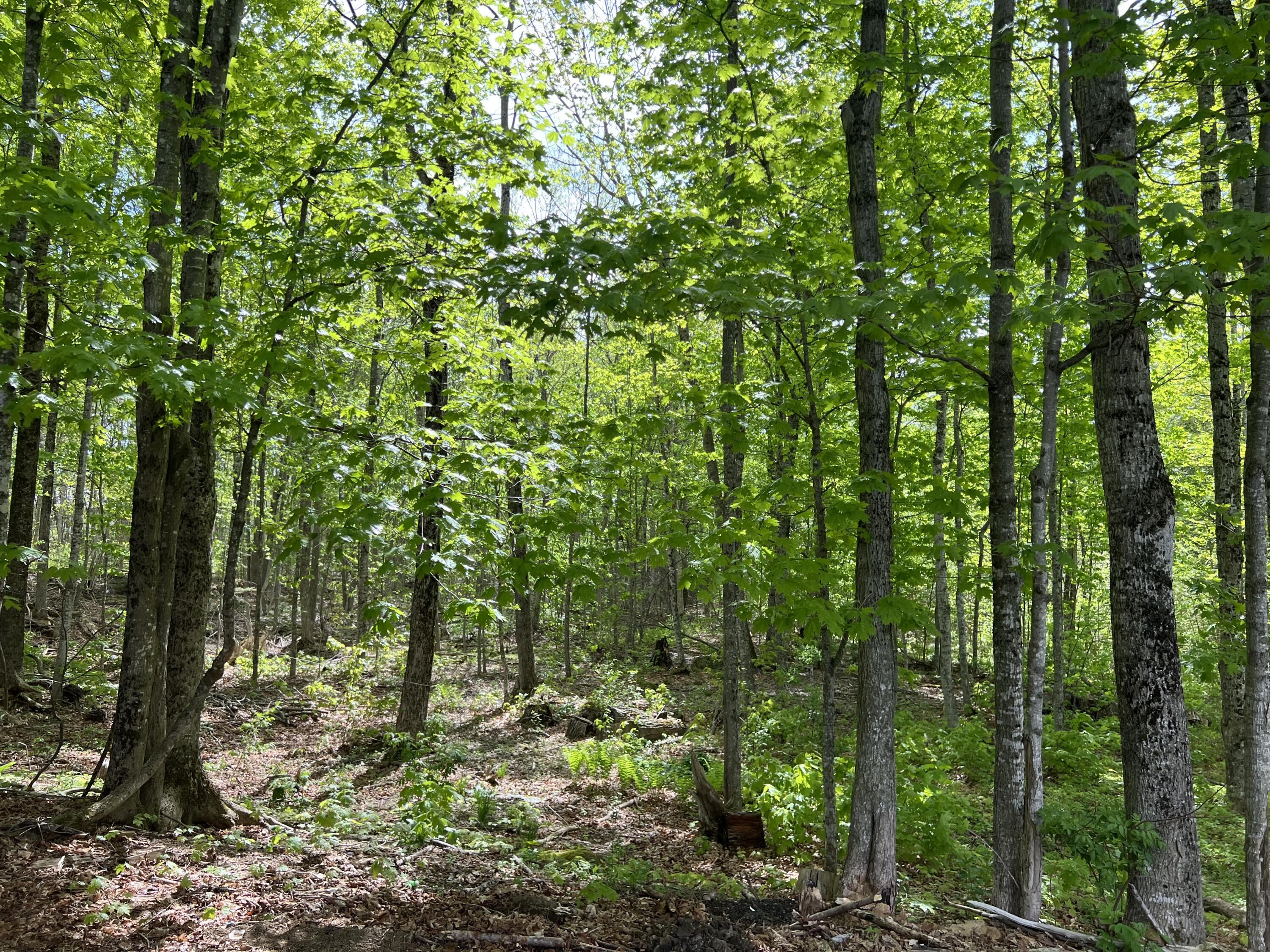 142 Palmer Road Thorndike, ME 04986 - Photo 77 of 101 IMG_4738